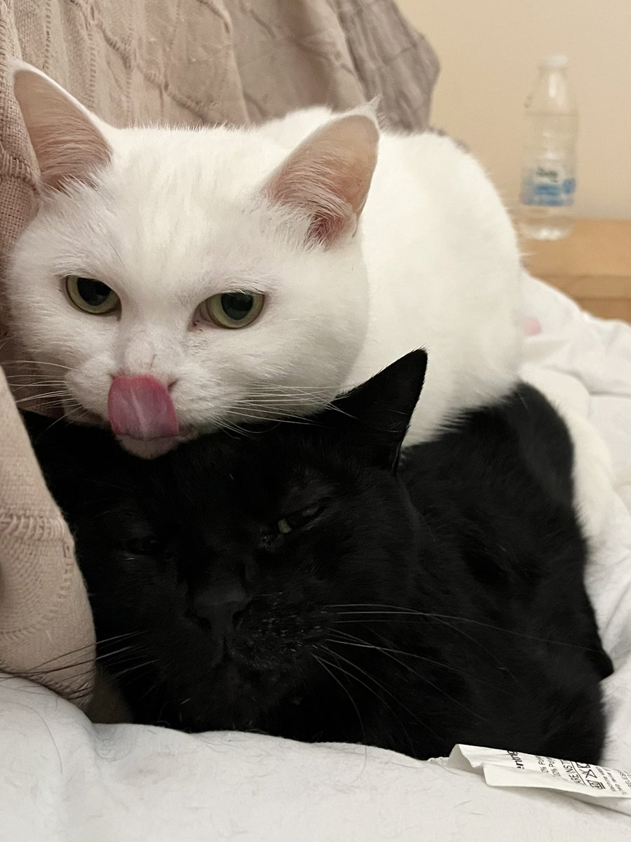 cokepotato's tweet photo. 猫たちのスペック:
その可愛さだけで私に10年間己らのうんこを拾わせ続けている。すでに三カ国を渡り歩いており、1日の平均睡眠時は15時間。 https://t.co/85nehlTcwg