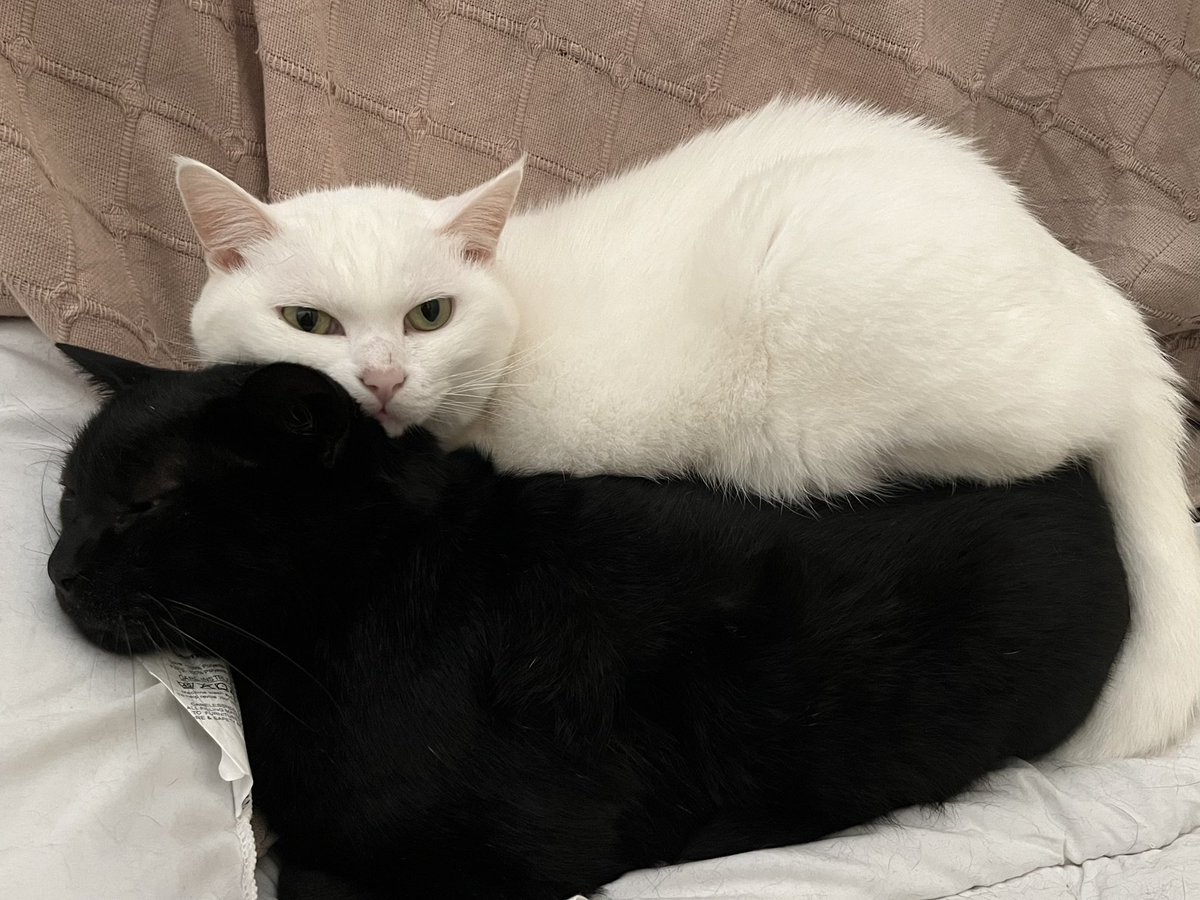 猫たちのスペック:
その可愛さだけで私に10年間己らのうんこを拾わせ続けている。すでに三カ国を渡り歩いており、1日の平均睡眠時は15時間。