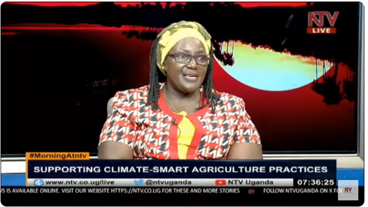 With support from @SNV_Uganda #CRAFT, we have launched climate smart agriculture manuals for sesame, sunflower, soybean, and potatoes aimed at improving production for our farmers. Consolata Acayo, the Assistant Commissioner, Information and Communications, @MAAIF_Uganda…