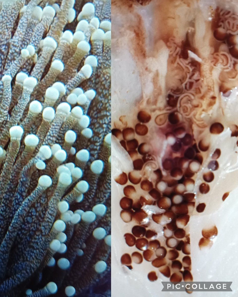 A/Prof Zoe Richards tweet media