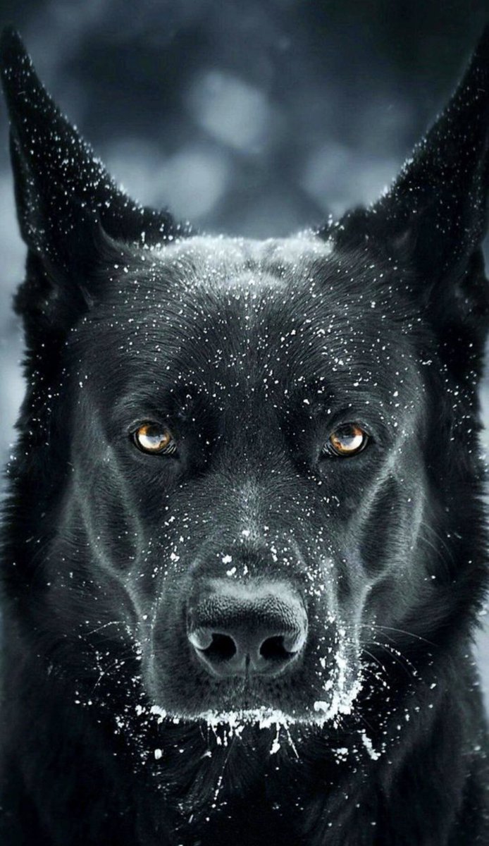Payphormhe_'s tweet image. Okay so let's test our science IQ

Have you ever thought about what the fastest animal on earth is? 

Without google, ChatGPT and any AI, tell me the correct answer in the comment section👇👇👇

#Abena 
OH NO 
chief Imam
