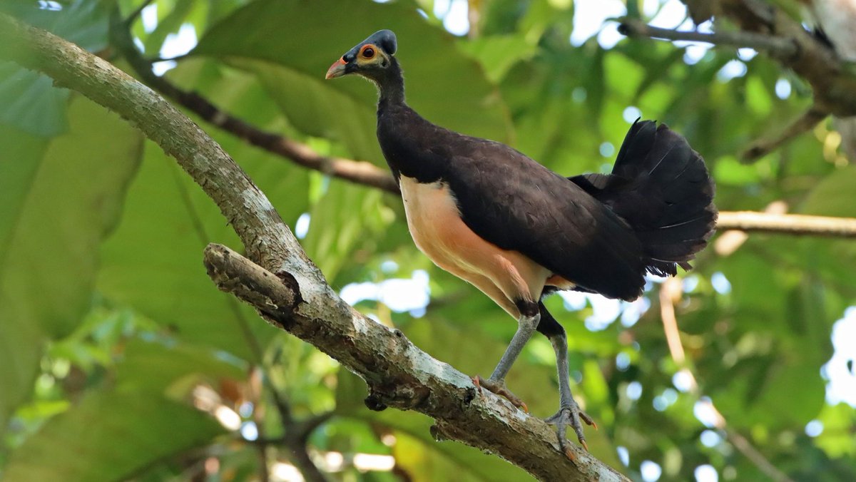 EDGEofExistence's tweet photo. Next in our #WingingItWednesday series we have the Maleo
Fly by facts:
Scientific name
Microcephalon maleo
Conservation Status
Critically Endangered
Locations
Sulawesi And Indonesia https://t.co/EqDOuGYimj
