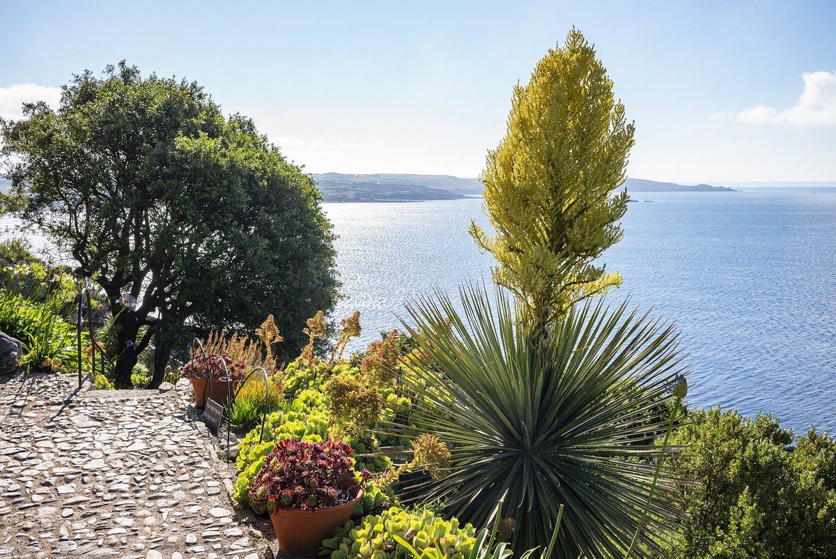 tweetTimHubbard's tweet photo. An unusual view of the private gardens at @ntmichaelsmount by #whitworthgatdenphotos from #SecretGardensOfcornwall. More about the Mount from Head Gardener Darren Little tonight at @Edgybooks in Penzance at 7.30pm. Come along! https://t.co/wNAbTHw5jj