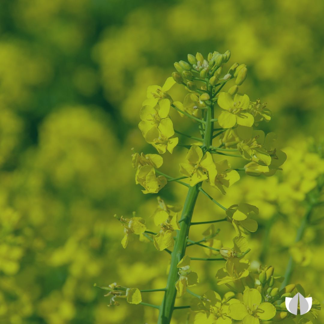 ffdt_uk's tweet photo. We're excited to be attending @Agri_Tech_E's REAP Conference today to hear more about the new innovations and cutting-edge research that could help to improve agriculture for the future 🚜
#agritech #reapconference https://t.co/aSCknliXeG