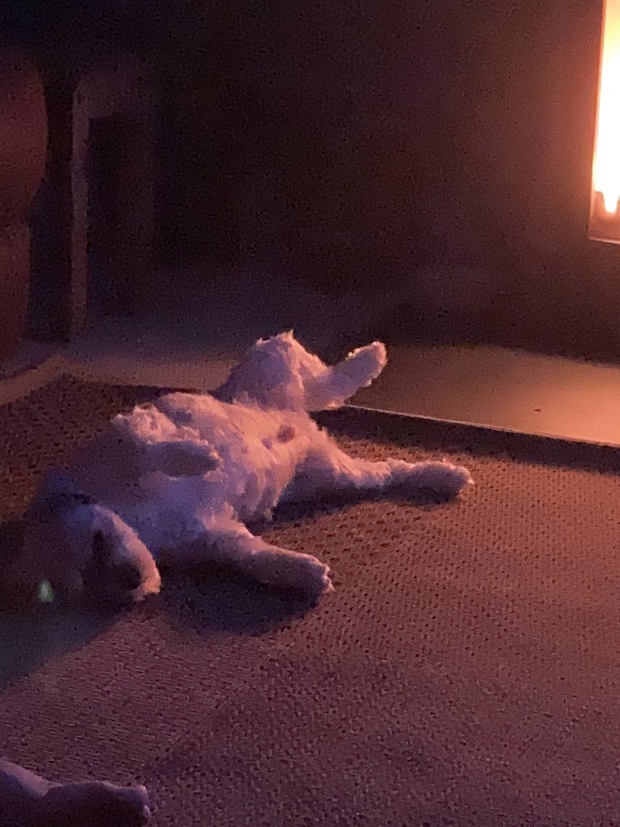 nickyot4kidsdcd's tweet photo. #PetsOfOTWeek23
🤣🤣 composed and free styling it https://t.co/B3PAIgKPCk