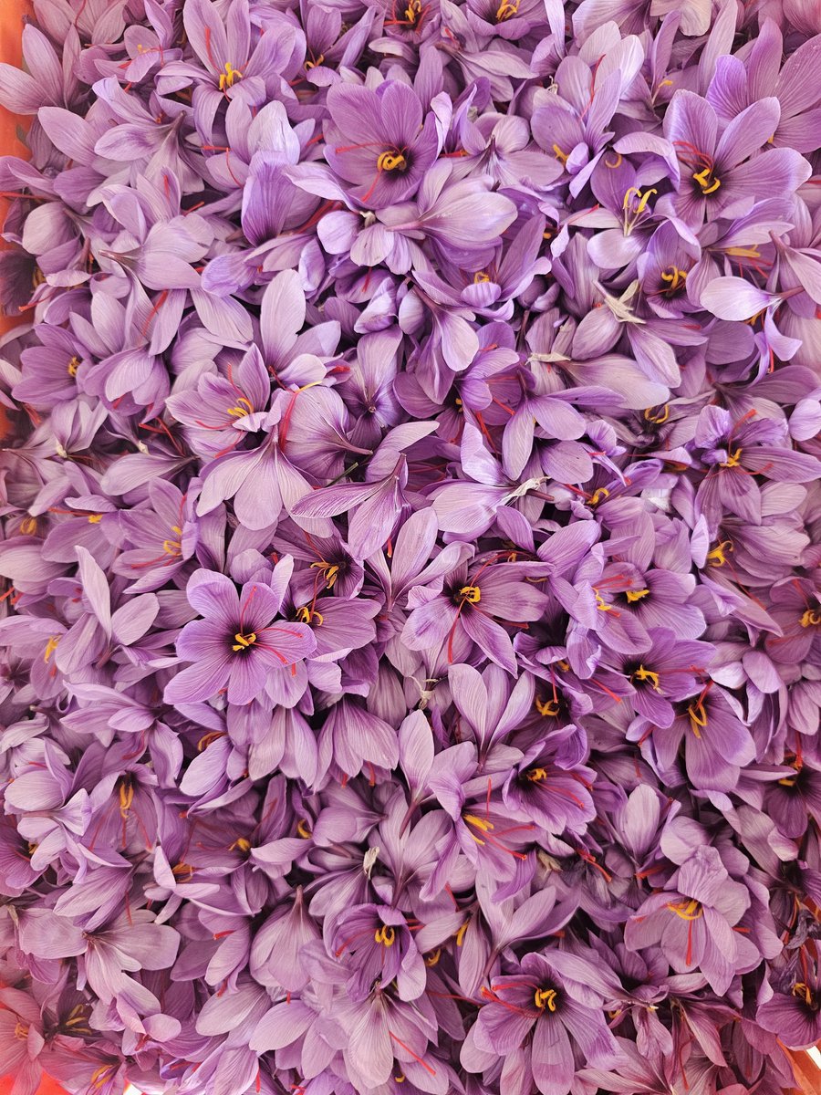 Herkese merhaba,
Safran hasatımız devam ediyor.
Hasat şenliği etkinliği tarihimiz yakında duyurulacaktır. 🍀👋💜