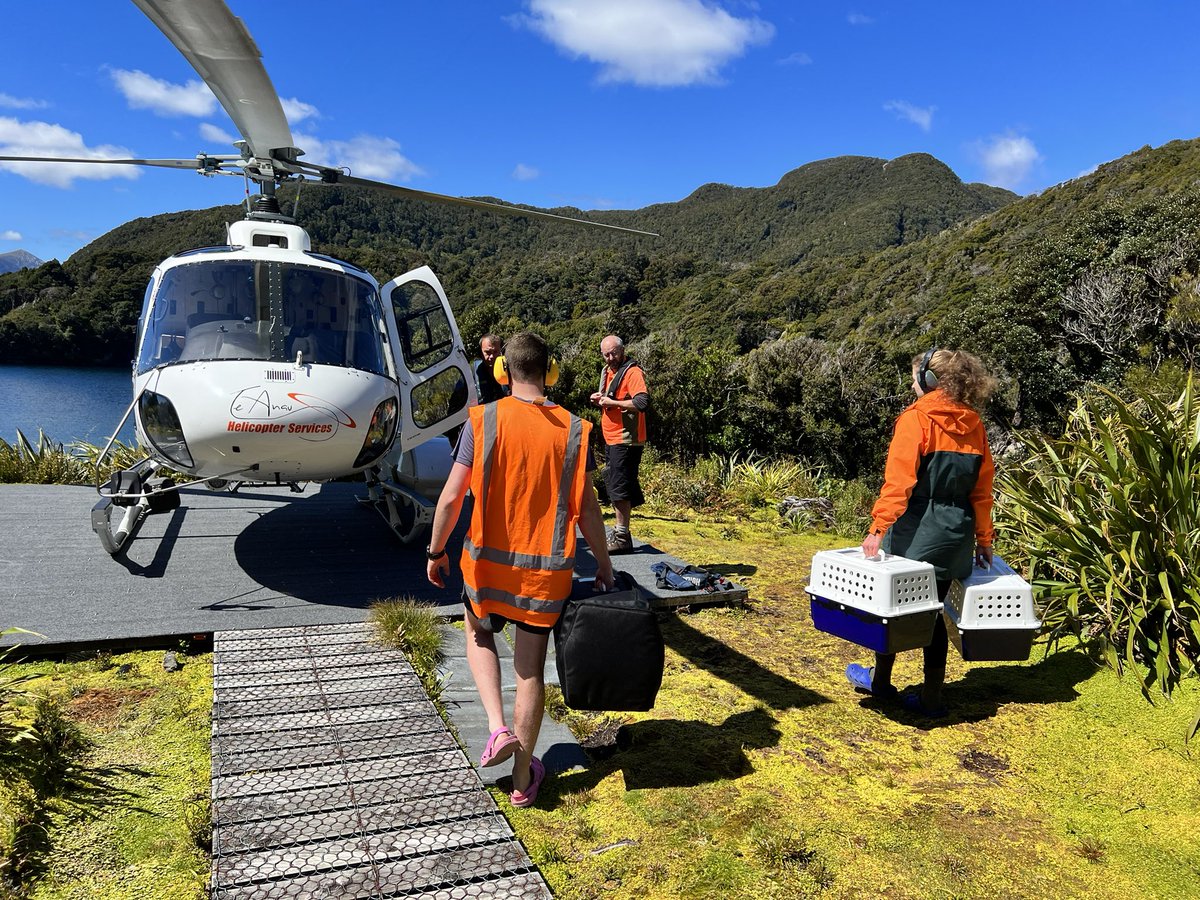 A big day on Anchor Island today: we caught 8 #kakapo to transfer to Whenua Hou for population management. #conservation #parrots