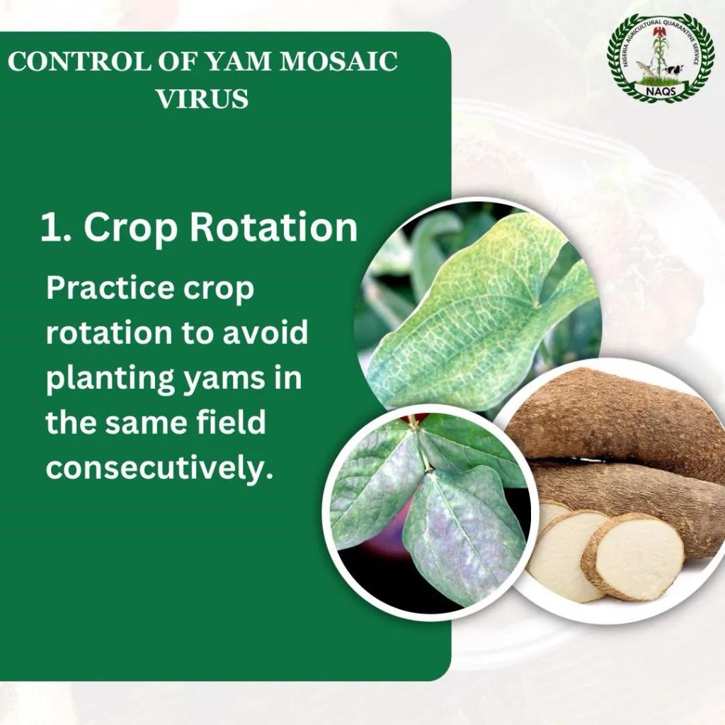 NAQSng's tweet photo. If you found this information helpful, kindly like, comment and share.
.
.
#naqsng
#naqs
#agriculture
#import
#export
#agricbusinessng
#yamproduction
#fao
#agricmoney
#agropreneur https://t.co/E4yMEvMAxY