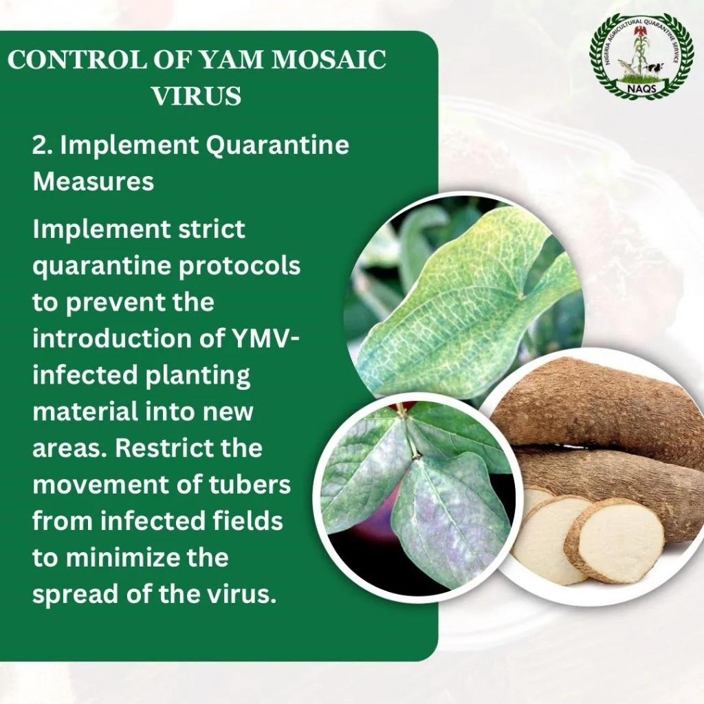 NAQSng's tweet photo. If you found this information helpful, kindly like, comment and share.
.
.
#naqsng
#naqs
#agriculture
#import
#export
#agricbusinessng
#yamproduction
#fao
#agricmoney
#agropreneur https://t.co/E4yMEvMAxY
