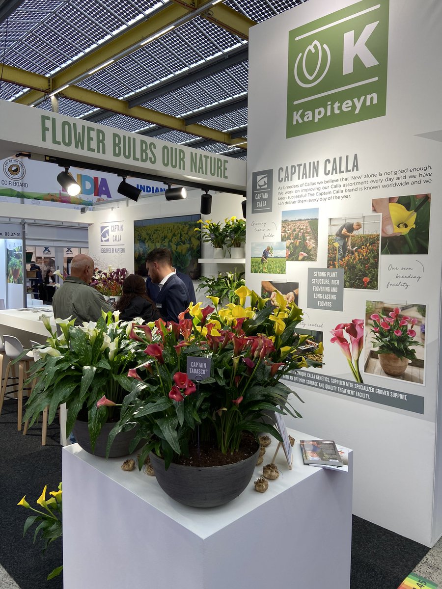 Ook Calla / Zantedeschia van Kapiteyn  on show
