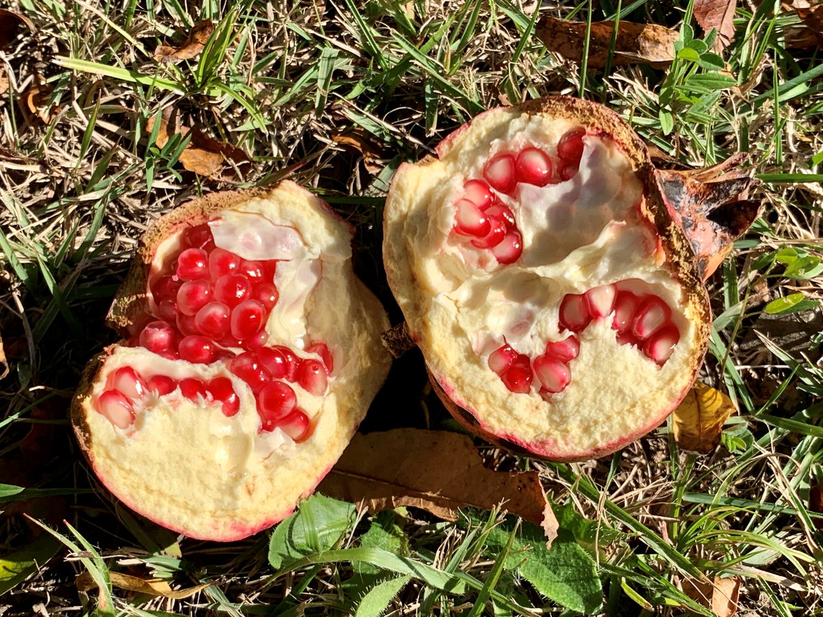 花木園に #ザクロ の #実 がなっています。 赤く熟し自然にはじけた実