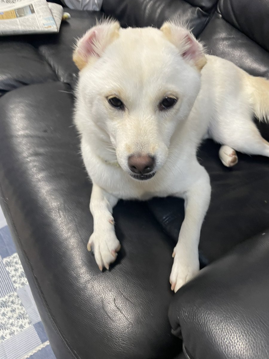 jinkumama's tweet photo. 癒しです😊
#セーラ #白柴 #shiroshiba #白柴セーラ https://t.co/qrNsvsG2rO