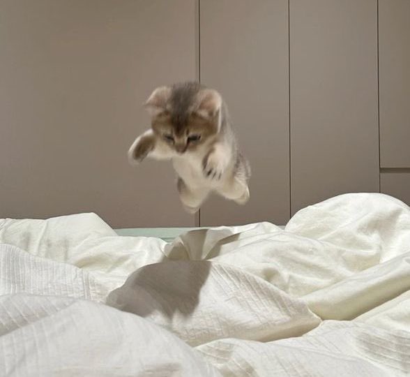 happycat44359's tweet image. PINKU : MANISHA
PANDA : ABHISHEK

#PANKU

Ab Mai chali inki PINKU WEDS PANDA ke sapne dekhne😴

#Abhisha #AbhishaFam𓃵 #AbhishekMalhan #ManishaRani