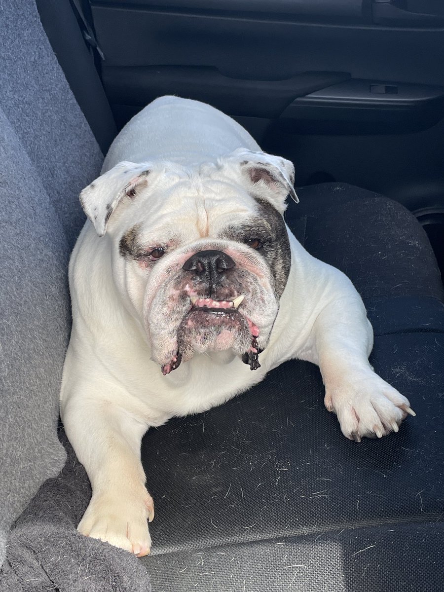 The best remedy to a tough day. Chester you magnificent bastard! 😍