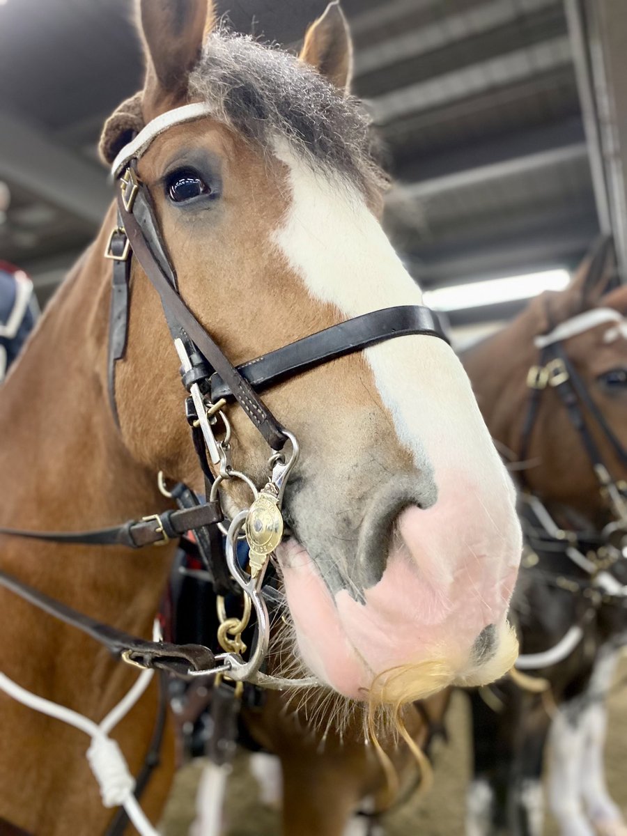 TPSMounted's tweet image. #PHDraper our Clydesdale with a moustache is lookin dapper but in need of a stylist⁩ if he’s going to compete with #PHAmber! ⁦@MerPolMounted⁩ #Movemeber #Canada #UK #StandTall #menshealth #policehorse #fundraising ⁦@jannarden⁩ ⁦@HorseCanada⁩ LINK IN BIO
