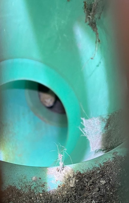 You hear the sounds of meows around a Town Center drain. It’s crews using that noise trying to get an orange kitten out of a storm drain.

trib.al/JaZNfnD