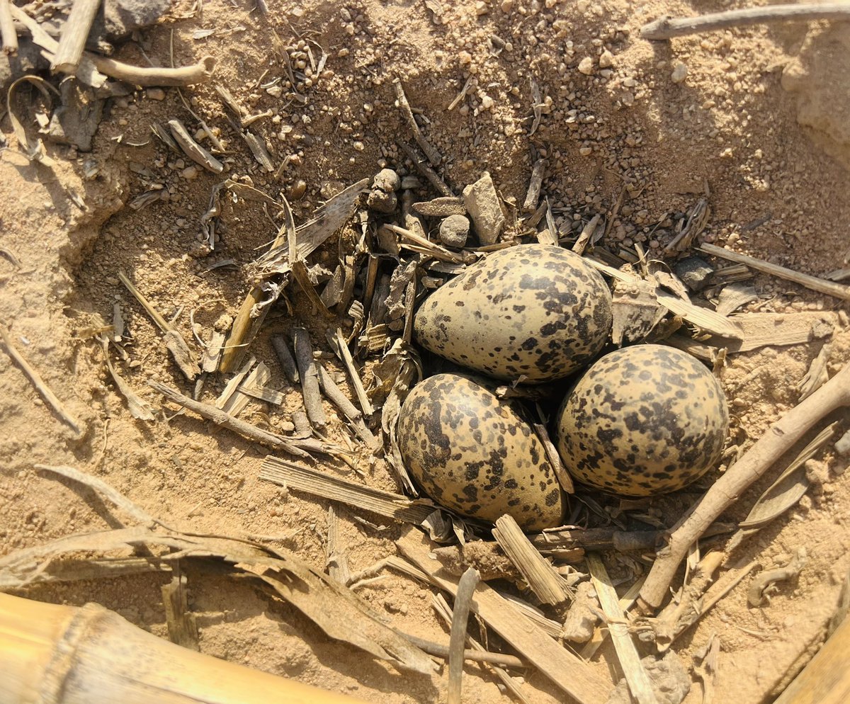 The Prince Machiavelli tweet media