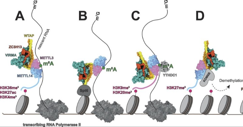 How are m6A modifications, RNA structure, and the assembly of protein-RNA complexes interconnected? @SimoneHoefler and <a href="/OlivierDuss/">Olivier Duss</a> <a href="/embl/">EMBL</a> provide a detailed review, focusing on the mechanisms and available quantitative information bit.ly/3My2zaM