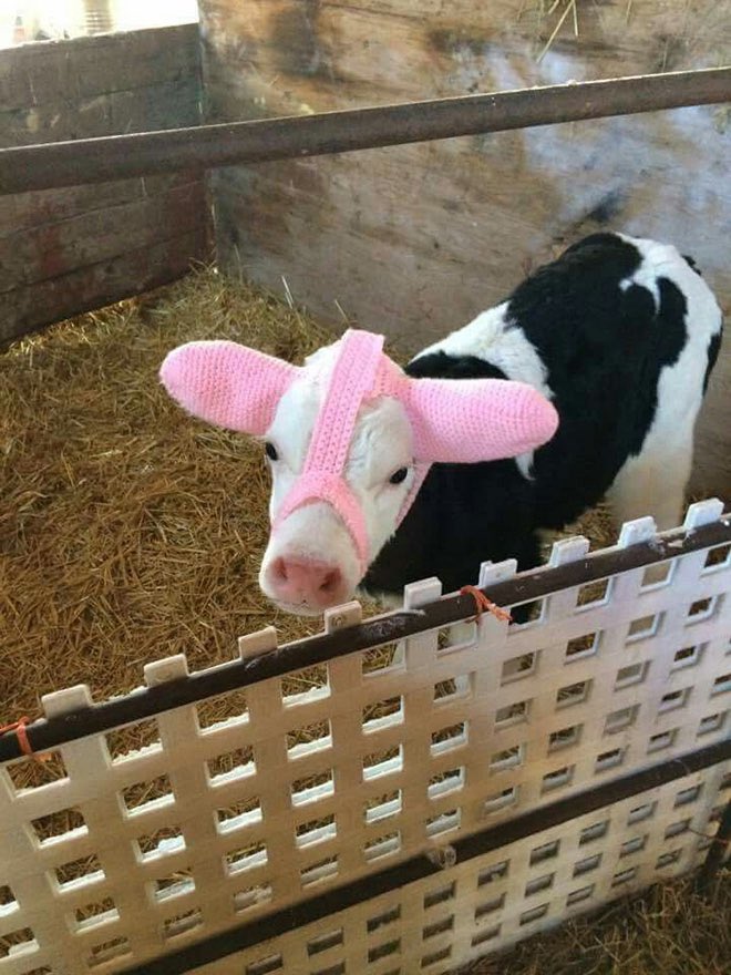 todayyearsold's tweet photo. Just found out that farmers use special earmuffs to protect their young cows from frostbite and I’m obsessed https://t.co/3S0PNAoWvb