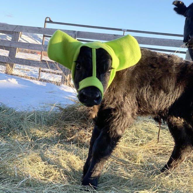 Just found out that farmers use special earmuffs to protect their young cows from frostbite and I’m obsessed