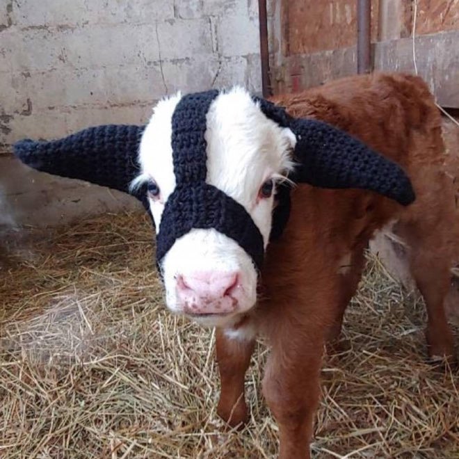 todayyearsold's tweet photo. Just found out that farmers use special earmuffs to protect their young cows from frostbite and I’m obsessed https://t.co/3S0PNAoWvb