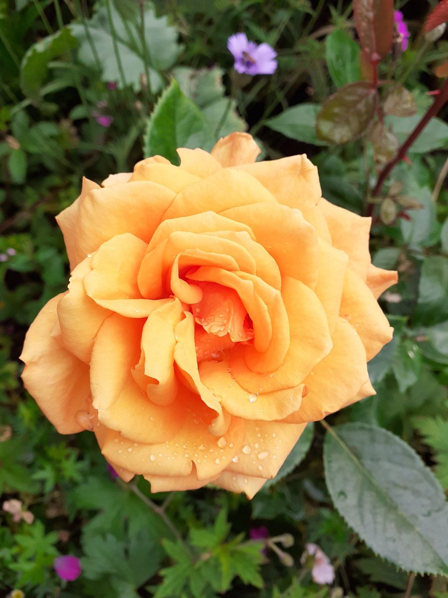 I have shared this one from 2021 before but I love its cheerful course and it seems a good match for the autumn colour around us now. Hoping you positively glow today too. #RoseWednesday #GardeningTwitter #Flowers #DailyBrightness #Kindness #positive
