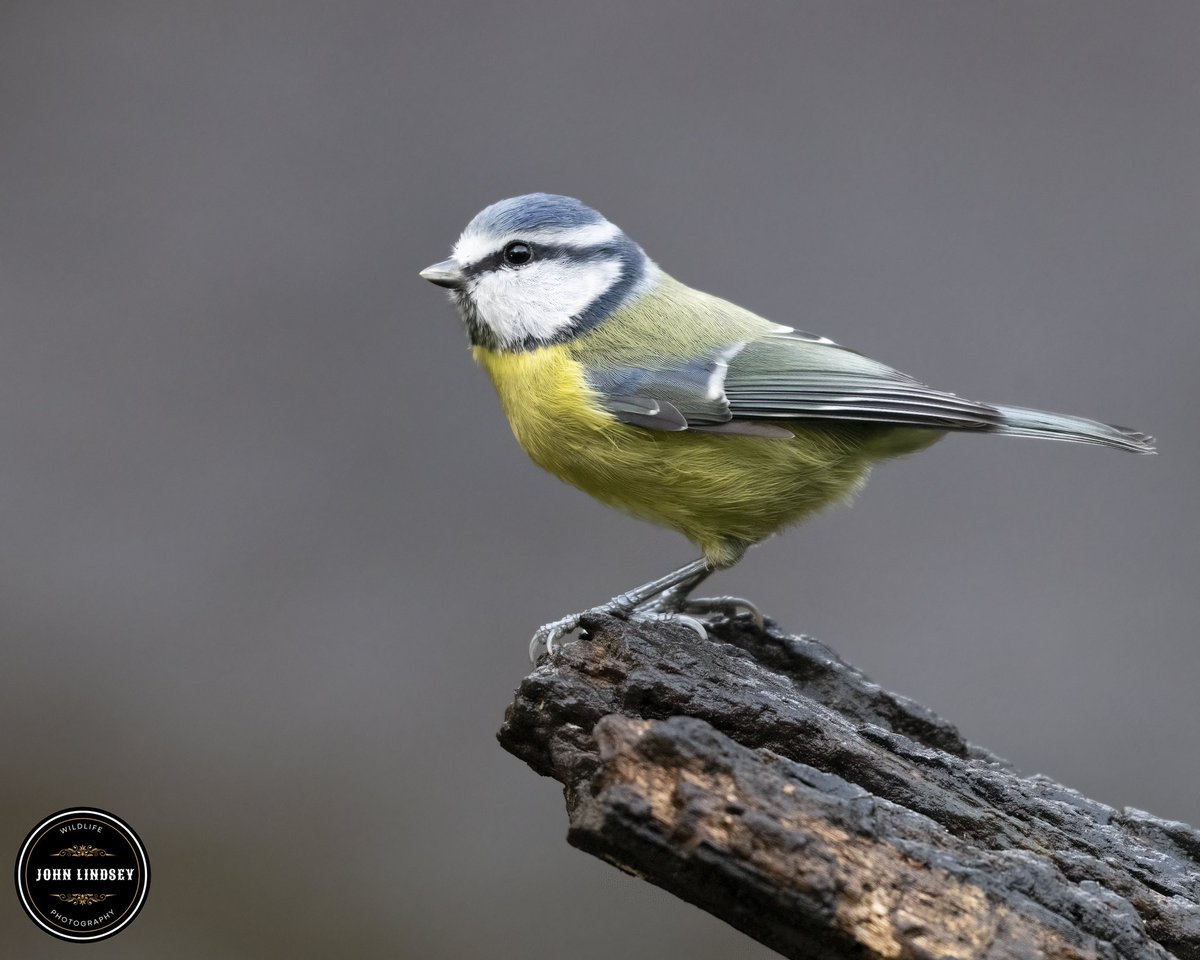 Blue tit perching. 

#bbcwildlifepotd #bbccountryfilemagpotd #bbcspringwatch #nikon #nikond850 #raw_allnature #raw_shots #raw_birds #animalgang #freshbreezeclub #best_birds_of_ig