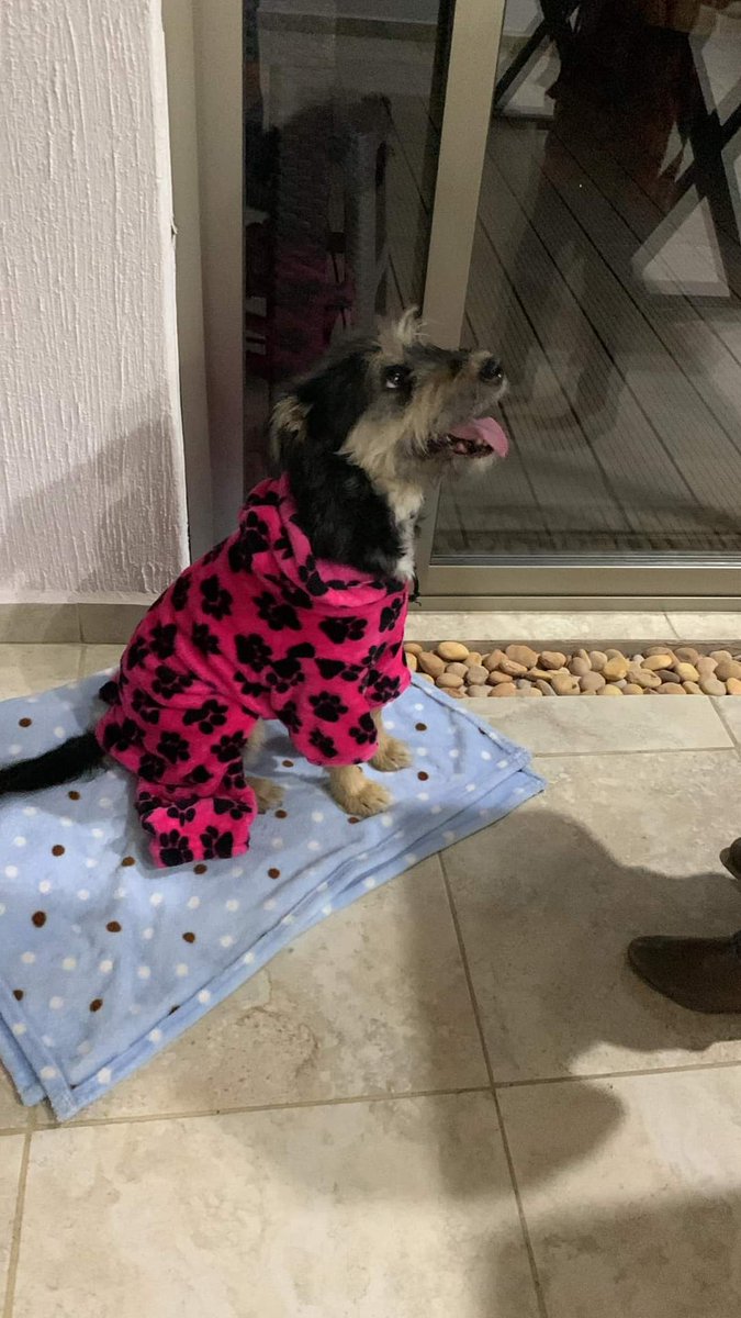 YareSandra's tweet photo. @MascotasSismo #Encontrada 29 octubre 23, estaba en plena carretera camino a Cipreses, en #Naucalpan de Juárez #Edomex 

Trae suéter rosa, no tiene collar, se ve que es de casa, muy dócil.

☎️55 1503 0466 https://t.co/VpUzZhNtfU