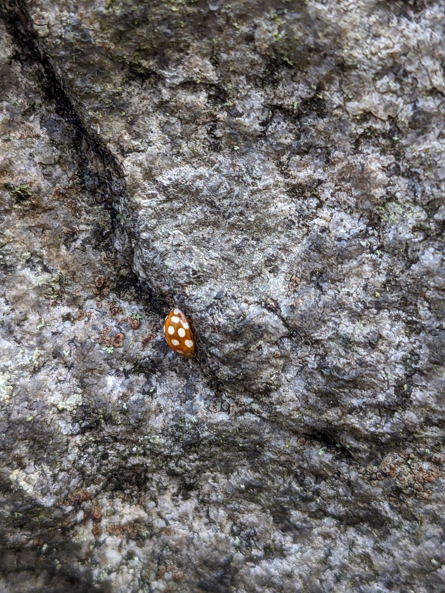 Dannythomas_216's tweet photo. Had a great time surveying for ladybirds in Springbank Cemetery. 6 species were found in total: Orange, Cream Spot, 2-Spot, 10-Spot, Larch, and the invasive non-native Harlequin ladybird. https://t.co/Gv1AOJfWBI
