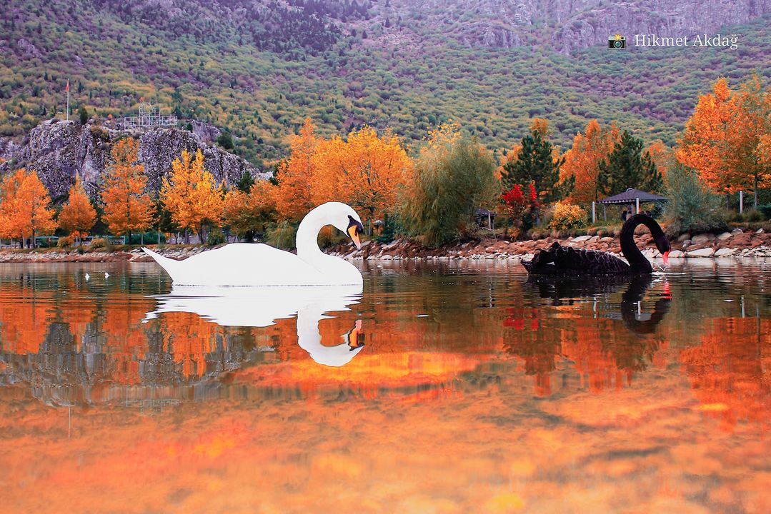 GuzelGonyam's tweet photo. İç Anadolu'nun Antalya'ya açılan bir kapısı #Seydişehir Kuğulu Park'ta sonbaharın bütün renklerini bulabilirsiniz. 📸 Hikmet Akdağ https://t.co/ucgRrDLpgt