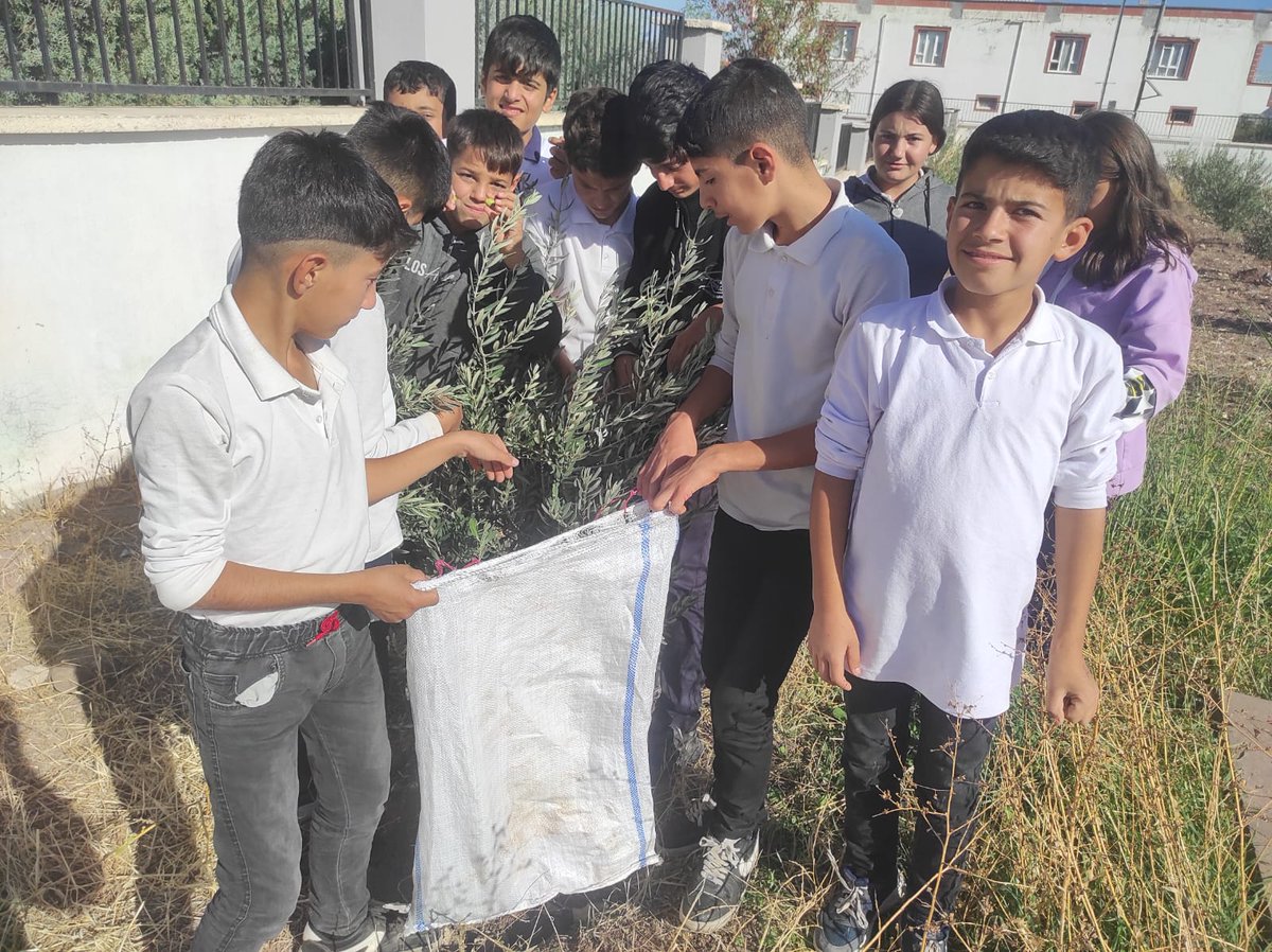 İLK HASAT..
Okul vizyonumuzun da temelini oluşturan "Üretim Bilinci Oluşturma" amacımız ilk meyvelerini verdi. 3 yıl önce diktiğimiz zeytinlerimizi öğrencilerimizle beraber topladık. Kısa süre içerisinde zeytinlerimizi işleyip tüketime hazır hale getireceğiz..
