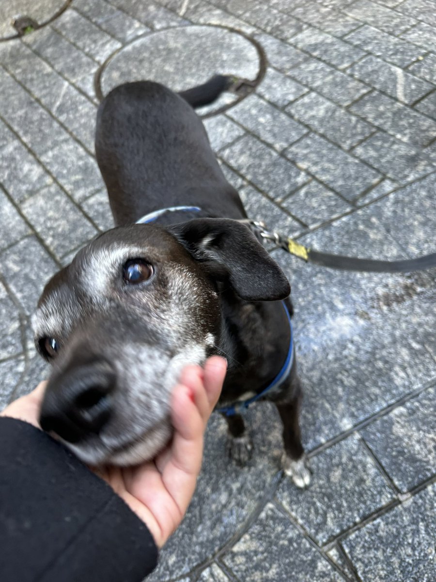 GemmaTognini's tweet photo. Meet Nerrone (meens little black).  He is 11 and has perfected the art of leaning in for a belly rub.  I asked his mum what breed he is, she said : dalla strada! It means, hes a street dog, no real breeding.  I dont care. 20/10 a good old boy. #dogsofitaly #canediitalia https://t.co/9OPAdaNy28