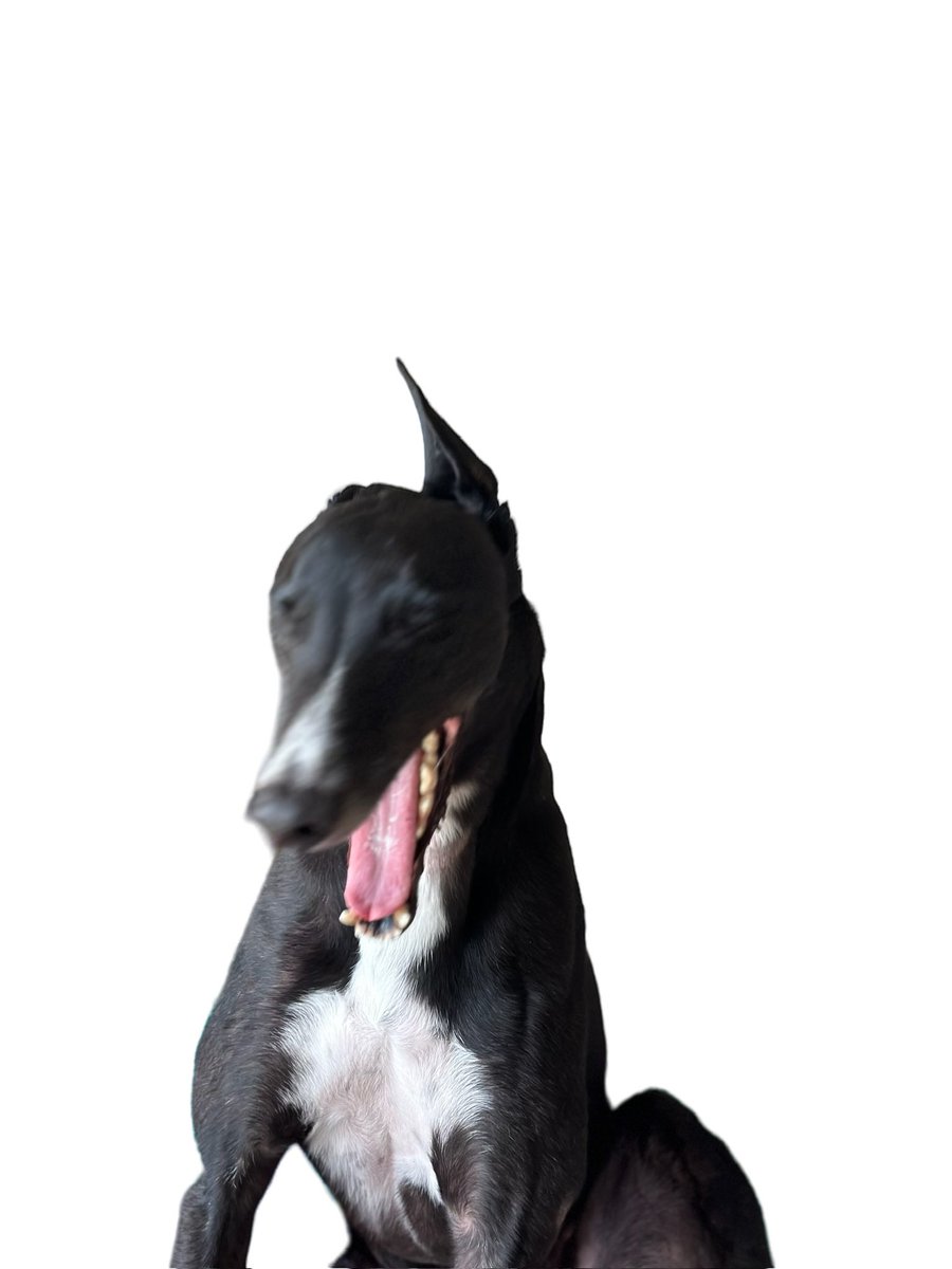 Good morning! It’s #roastdinner day! I’m having roast chicken for dinner! Hope you have a great day! Take care and stay safe. 💙🐾🐾 #dogsofX #greyhoundsofX #CatsOfX #greyhoundpaddy