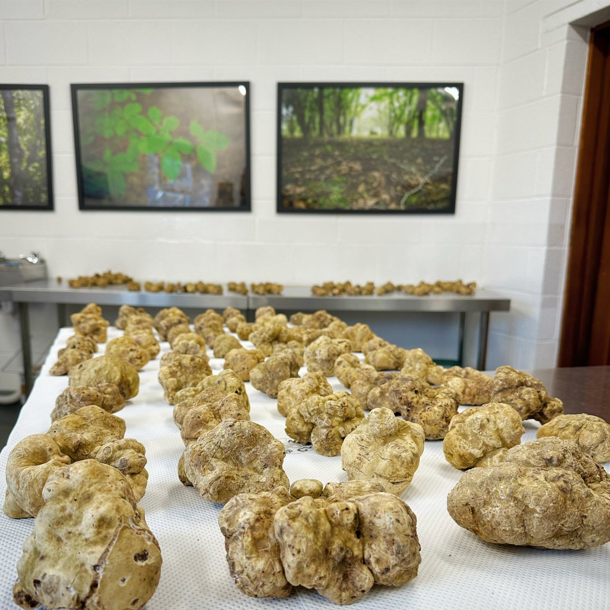 Peak season for white truffles..

Fresh shipments of very large, intensely aromatic white truffles are coming in to us every day, always direct from the woods within hours of being hunted…  we love this time of year!