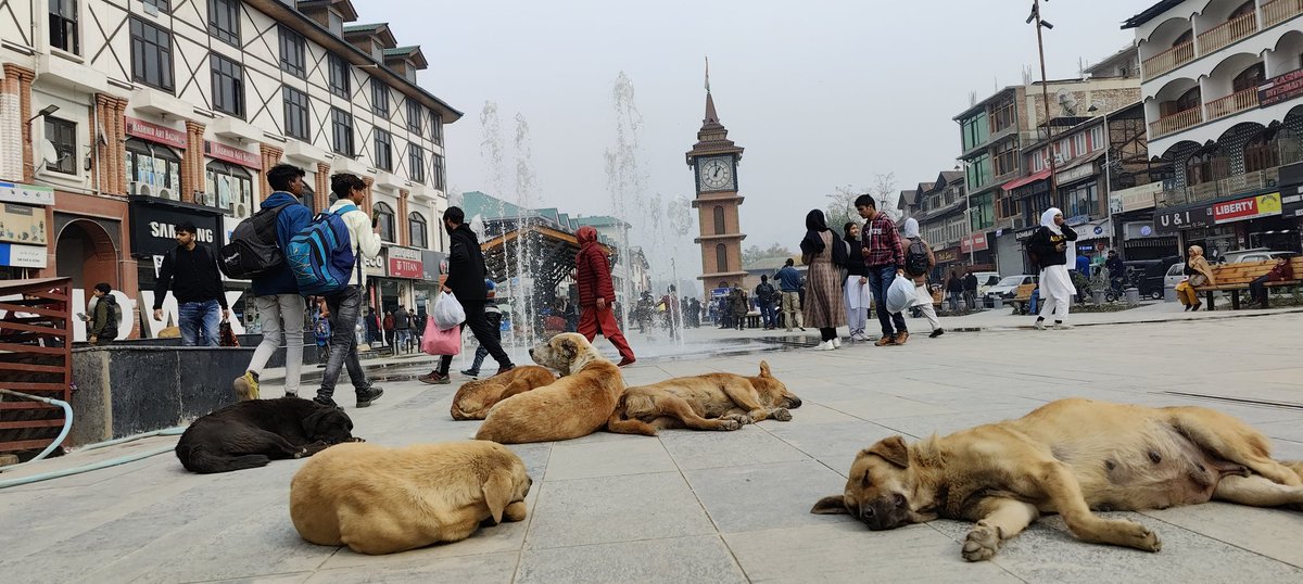 #Smartcity dog menace: #Srinagar city centre, Lal chowk taken over by stray dogs. Packs of stray dogs roam the streets, terrorising locals and tourists alike. Administration in deep slumber, says planning mass sterlisation, as dog attacks on the rise across the city.<a href="/indiatvnews/">India TV</a>