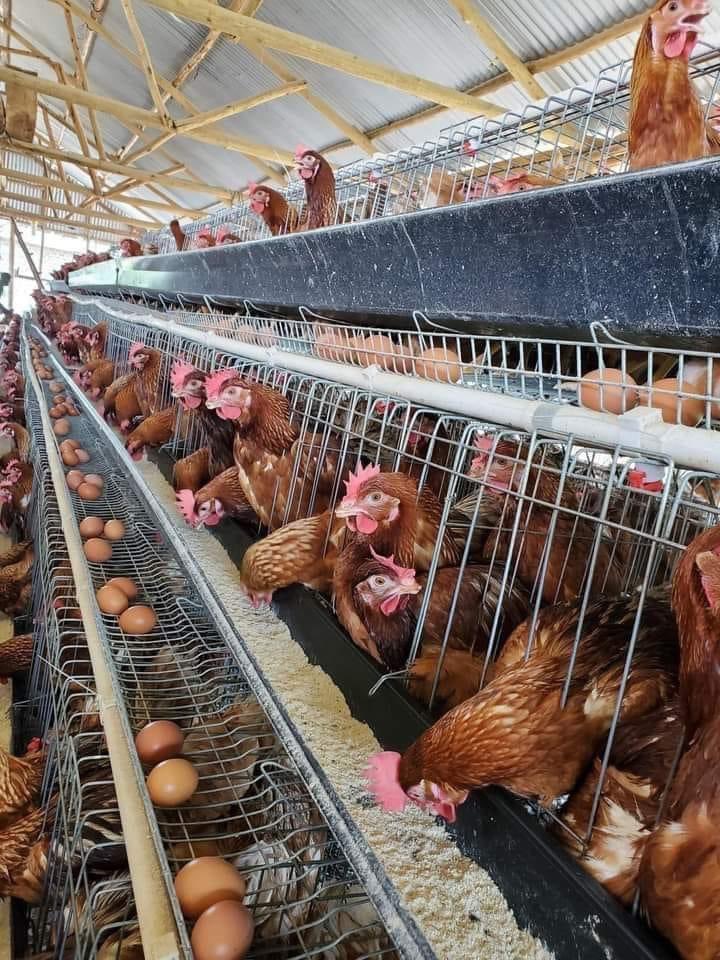 Chicken farming (poultry) 🐓🧑🏾‍🌾🥾🔥

#chickenfarming