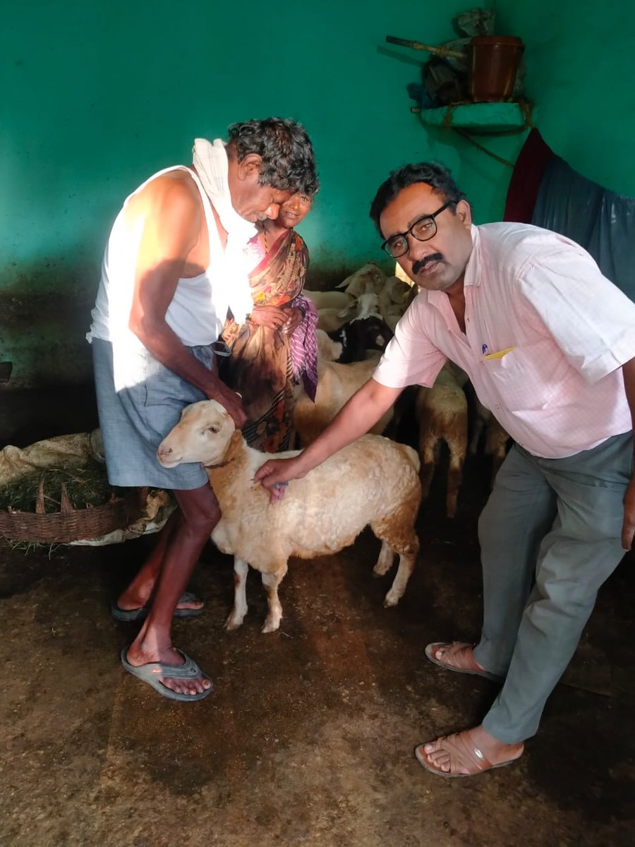 AHVS_Karnataka's tweet photo. ದಿನಾಂಕ: 08-11-2023 ರಂದು ಬೆಂಗಳೂರು ಗ್ರಾಮಾಂತರ ಜಿಲ್ಲೆಯ ವಿವಿಧ ಗ್ರಾಮಗಳಲ್ಲಿ ಕುರಿ ಮತ್ತು ಮೇಕೆಗಳಿಗೆ ಪಿ.ಪಿ.ಆರ್ ಲಸಿಕೆ ಕಾರ್ಯಕ್ರಮವನ್ನು ಡಾ.ಜಗದೀಶ್ ಕುಮಾರ್, ಉಪನಿರ್ದೇಶಕರು(ಆಡಳಿತ) ರವರ ನೇತೃತ್ವದಲ್ಲಿ ಹಮ್ಮಿಕೊಳ್ಳಲಾಯಿತು.
#Bengalururural #PPRVaccination https://t.co/alWNqxXGWU
