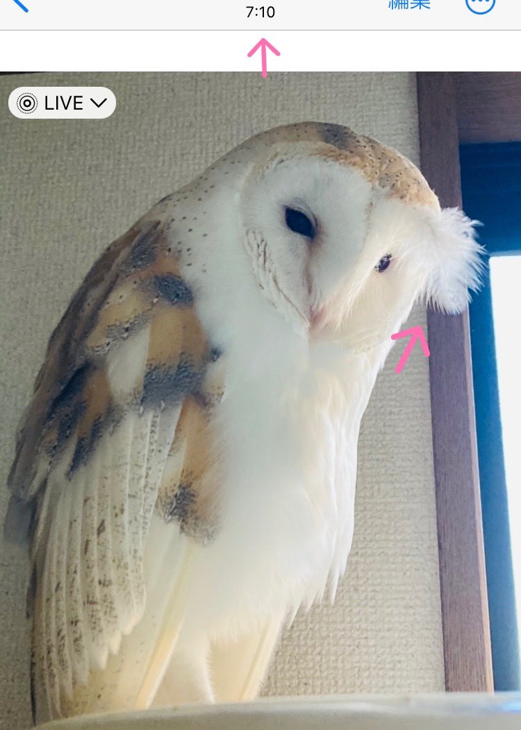 LAW_0923's tweet photo. 動かなすぎて草ෆ̈

#メンフクロウ https://t.co/nykOwYqA1n