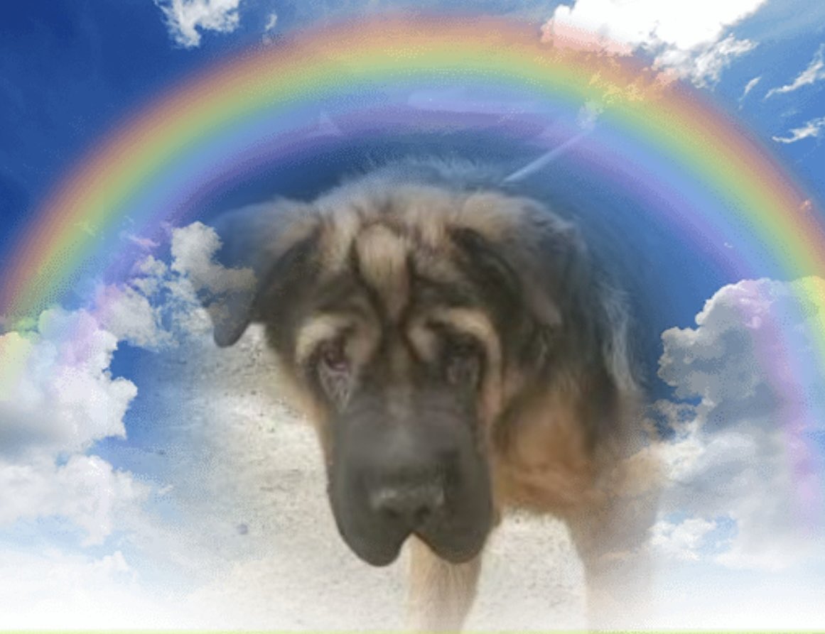Goodbye sweet Otto, so sorry you never made it home ✈️ 🇬🇧  💔 Rest in peace dear Otto. Run free, play with the other furry angels as you cross the rainbow bridge know that you were loved and will not  be forgotten   🌈🐾❤️ #RIPOtto #ForeverInOurHearts