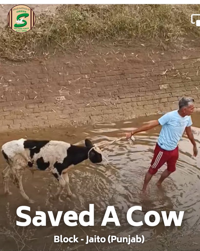 Compassion in action! Kudos to the brave Shah Satnam Ji Green 'S' Welfare Force Wing volunteer from Jaito, Punjab, for stepping in to rescue a cow stuck in the mud. Your kindness and courage is an inspiration for many. 🙌 #AnimalRescue #AnimalWelfare #KindnessMatters