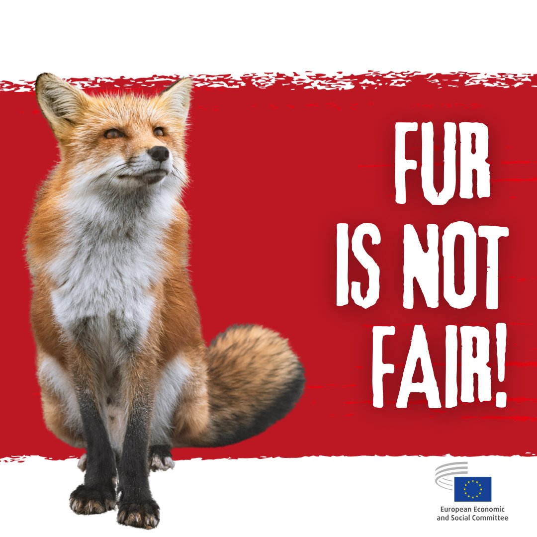 Let’s end the fur industry in Europe!

#FurFreeEurope is the most successful EU Citizens' Initiative for animals ever, and we fully support it.

It calls to:
❌ ban fur farms;
❌ ban farmed fur products in the EU market.

➡️<a href="/EU_Commission/">European Commission</a>'s answer is expected by the end of 2023.