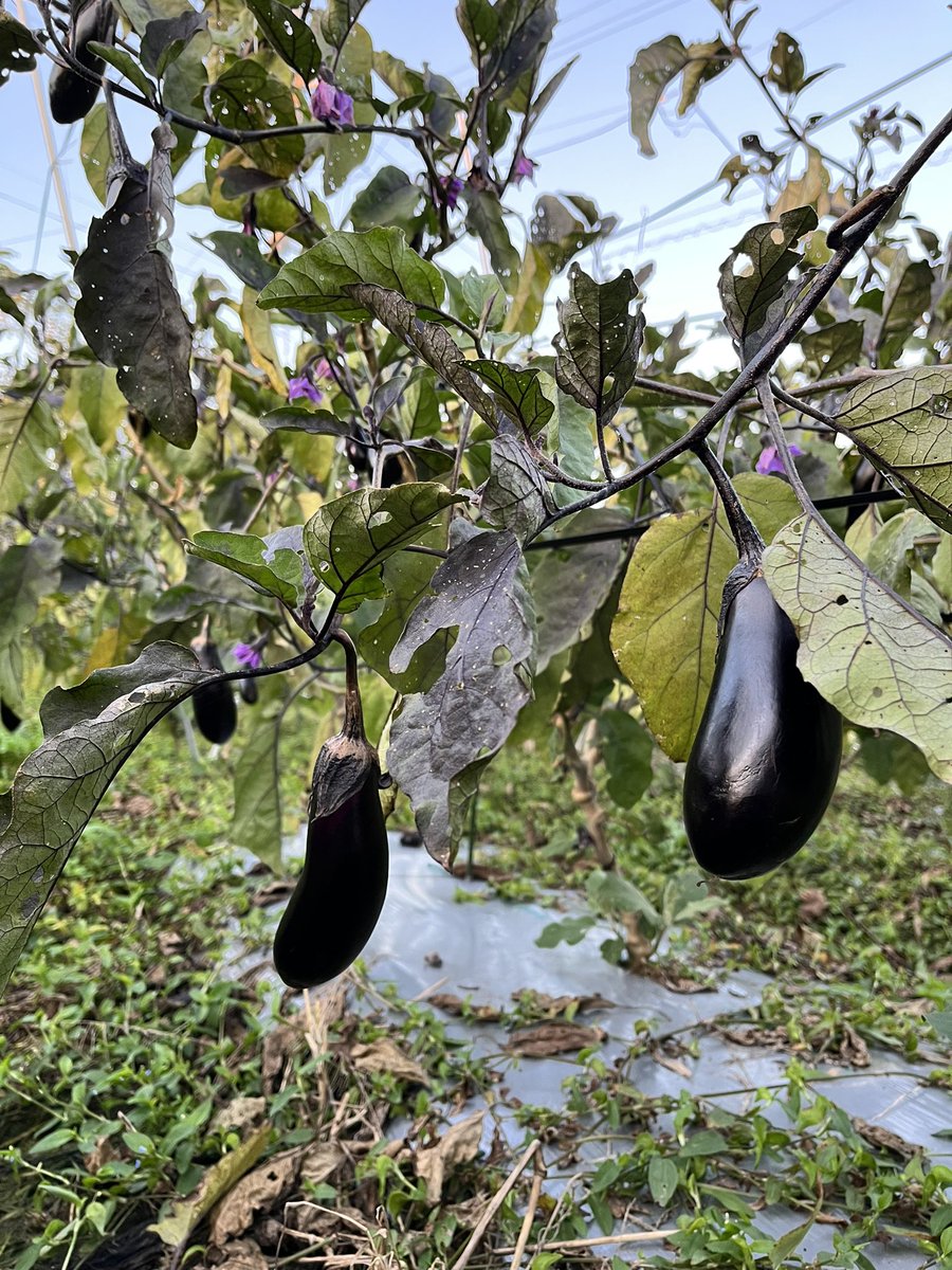 気づけば11月ですねぇ〜😌

葉が黄色くなっても、まだまだいけるかな❓🤔