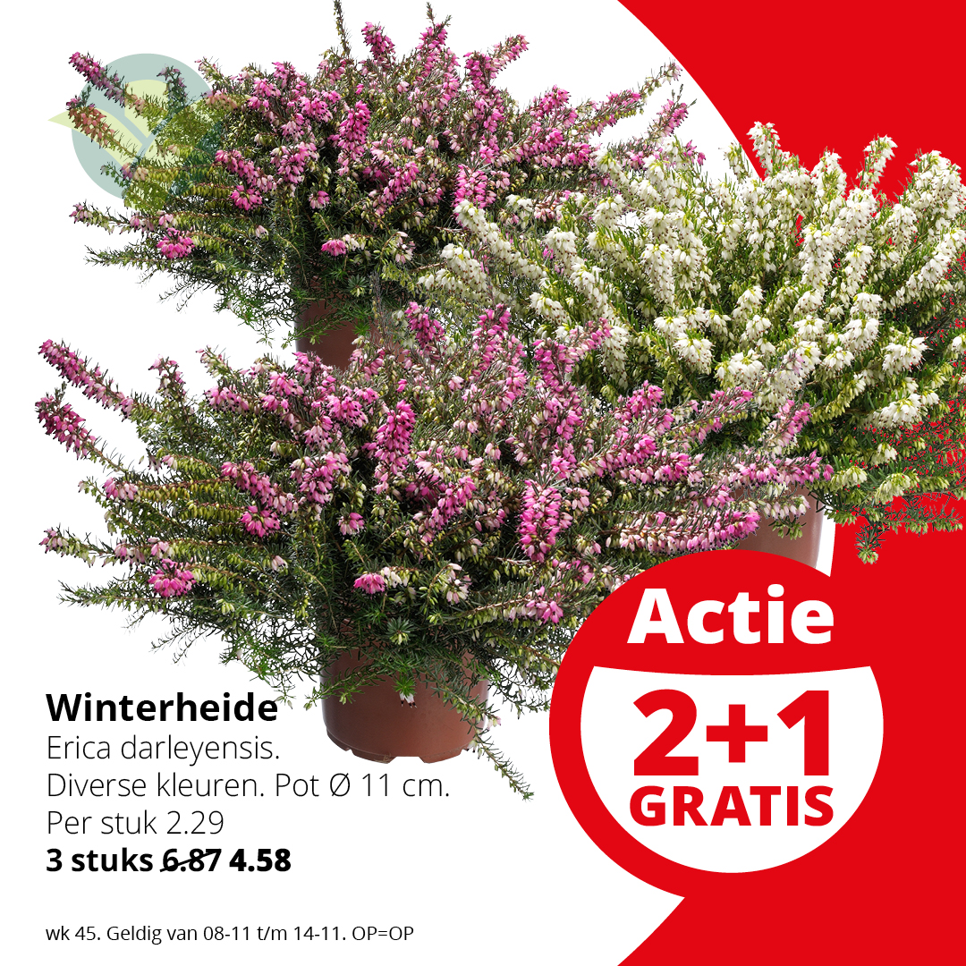 WEEKAANBIEDING

De Erica darleyensis kan bijna alles aan. Na een strenge winter komt hij weer groen onder de sneeuw vandaan! Wil je meer weten over deze plant lees dan snel meer op: ow.ly/CO0j50Q4Utu

#Winterheide #GroenRijk #Weekaanbieding