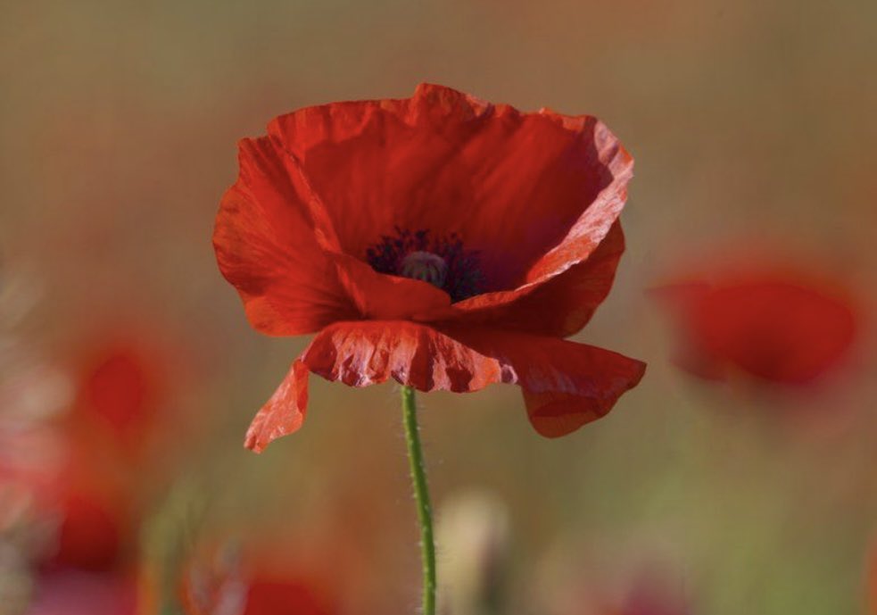 ArmySgtMajor's tweet photo. With Remembrance Sunday close could I encourage serving members, veterans &amp; military families to remember together

It can be a tough period for many of us, but one thing about the military is we get through it together

So please reach out to each other

We will remember them https://t.co/zj0rFKL8le
