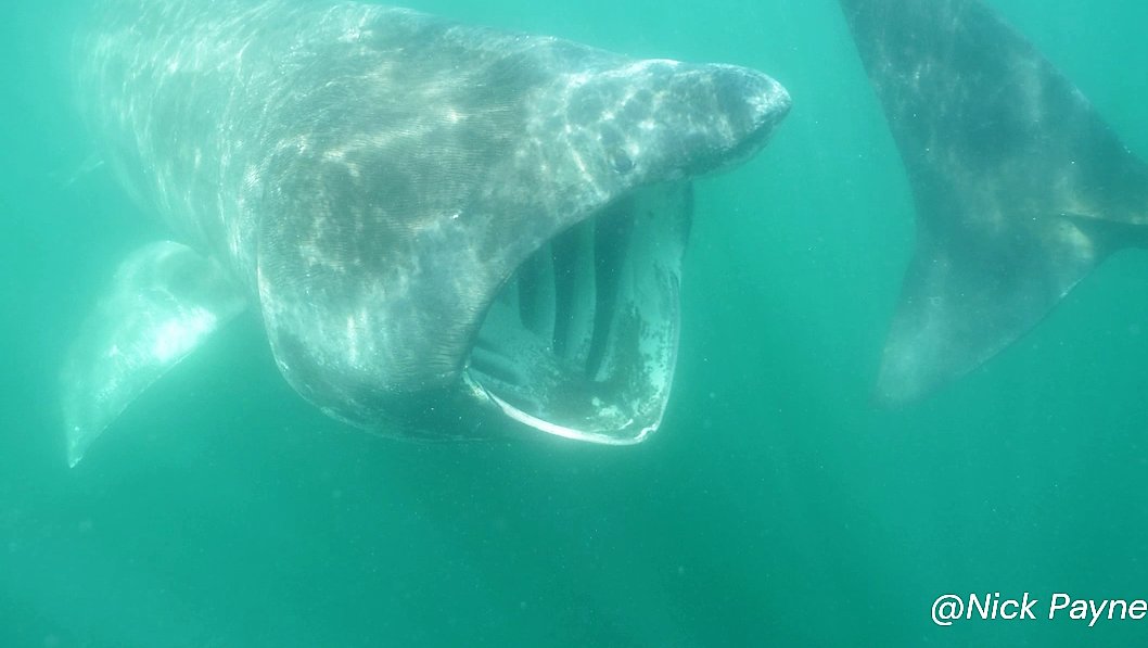 Nicholas Payne (@nicklpayne) on Twitter photo Regional endothermy in the smalltooth sandtiger shark?! – and what this means for the extinct megalodon!l 🦈🦈🔥. Published today in Biology Letters, led by <a href="/haleydolton/">Dr Haley Dolton (she/her)</a> with fab collaborative team.
royalsocietypublishing.org/doi/10.1098/rs…. 1/4 Regional endothermy in the smalltooth sandtiger shark?! – and what this means for the extinct megalodon!l 🦈🦈🔥. Published today in Biology Letters, led by <a href="/haleydolton/">Dr Haley Dolton (she/her)</a> with fab collaborative team.
royalsocietypublishing.org/doi/10.1098/rs…. 1/4