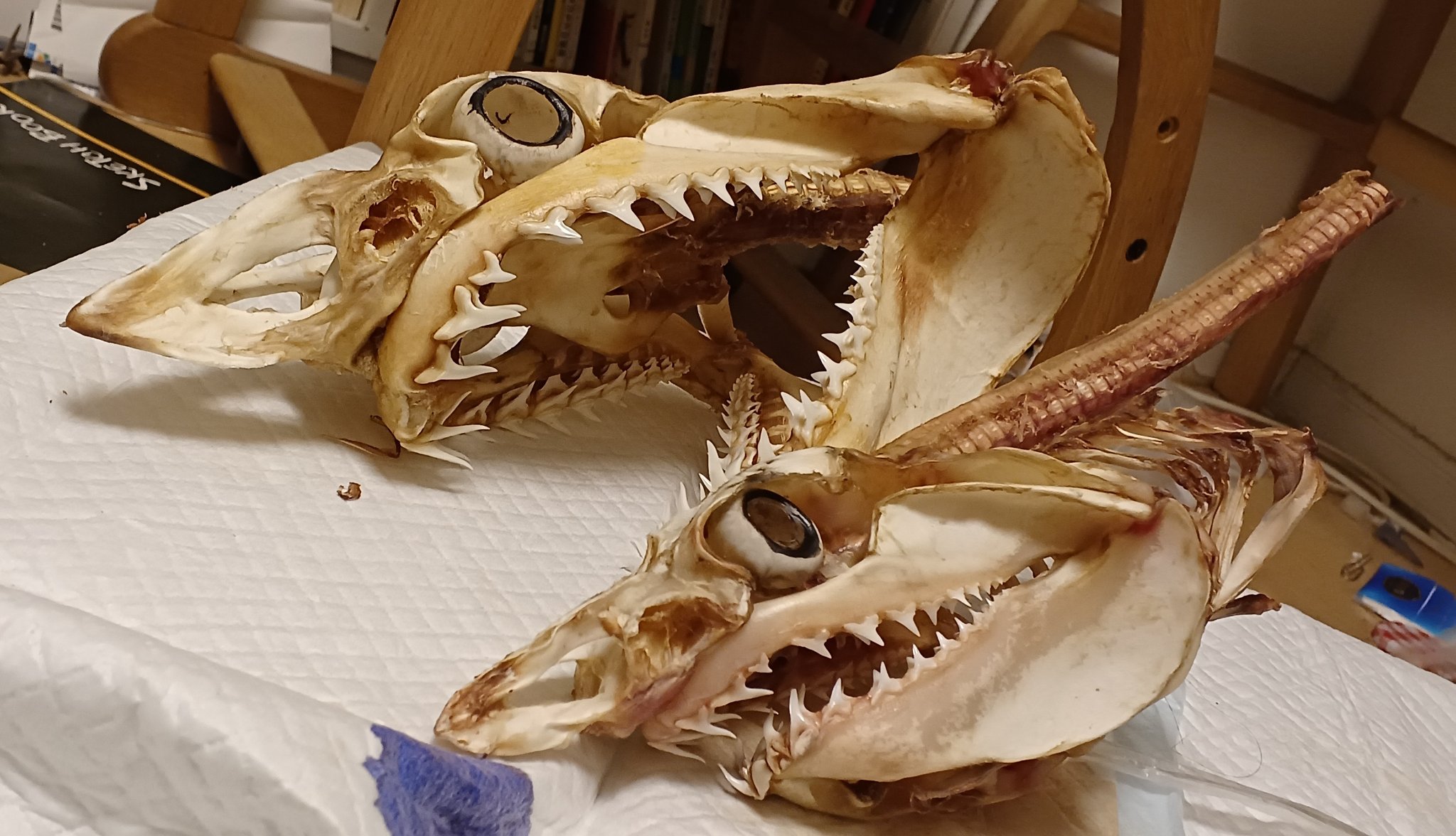 骨格標本　頭骨　超巨大魚　クロムツ　頭部スカル 骨格標本 頭骨 超巨大魚 クロムツ 頭部スカル - メルカリ