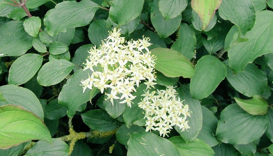 BardCumberland's tweet photo. Druid Tree Lore

9. Dogwood : offer a flower to the person you feel affection towards and wait for a response. If the flower is returned, you are out of luck. If the flower is kept, then that person is interested in your affection

#trees #folklore #love #druids https://t.co/VASox7UC2A