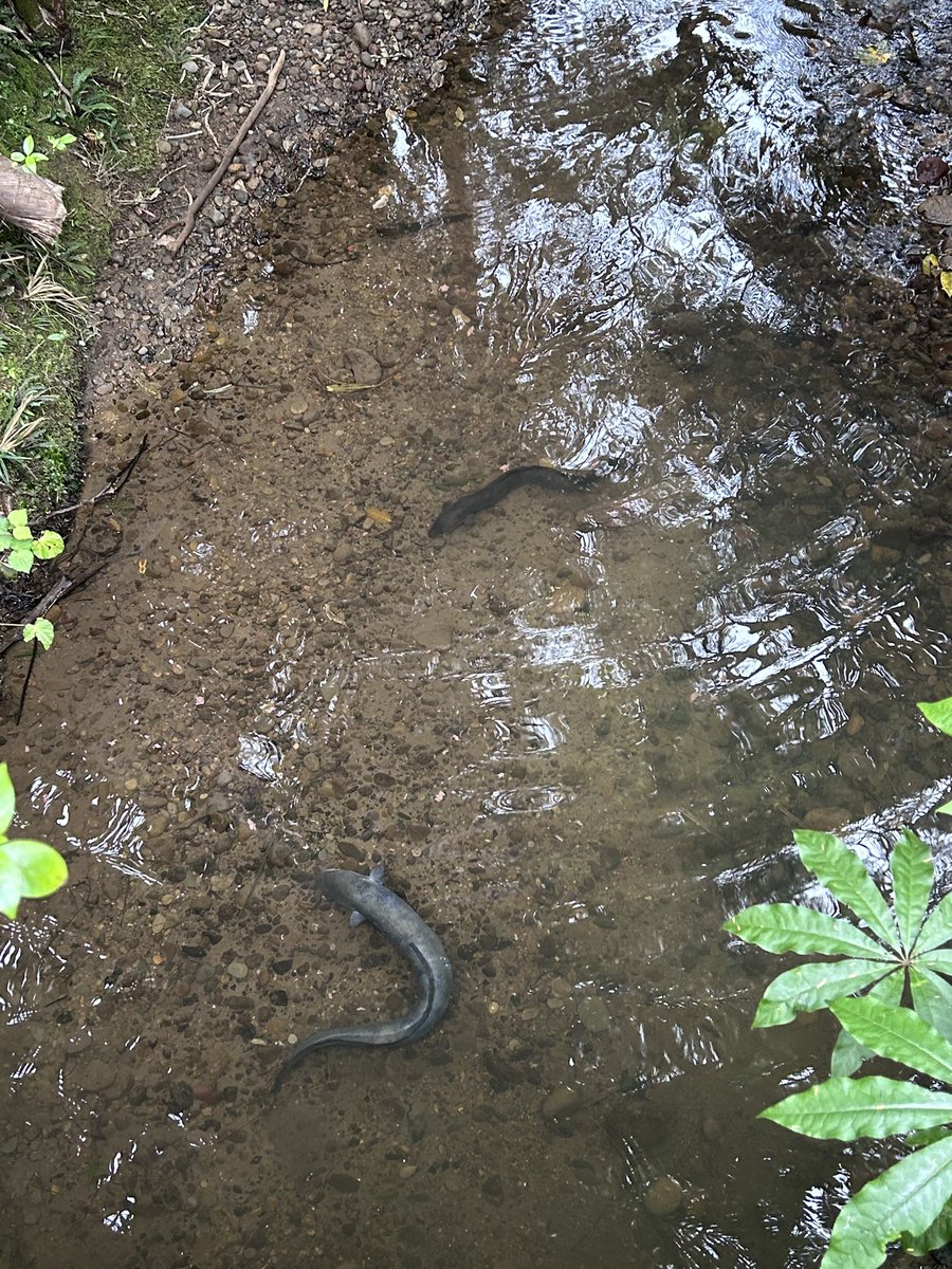 Rachel Jones tweet media