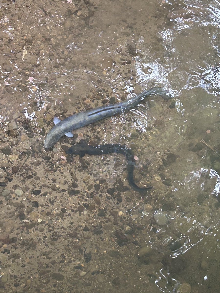 Rachel Jones tweet media