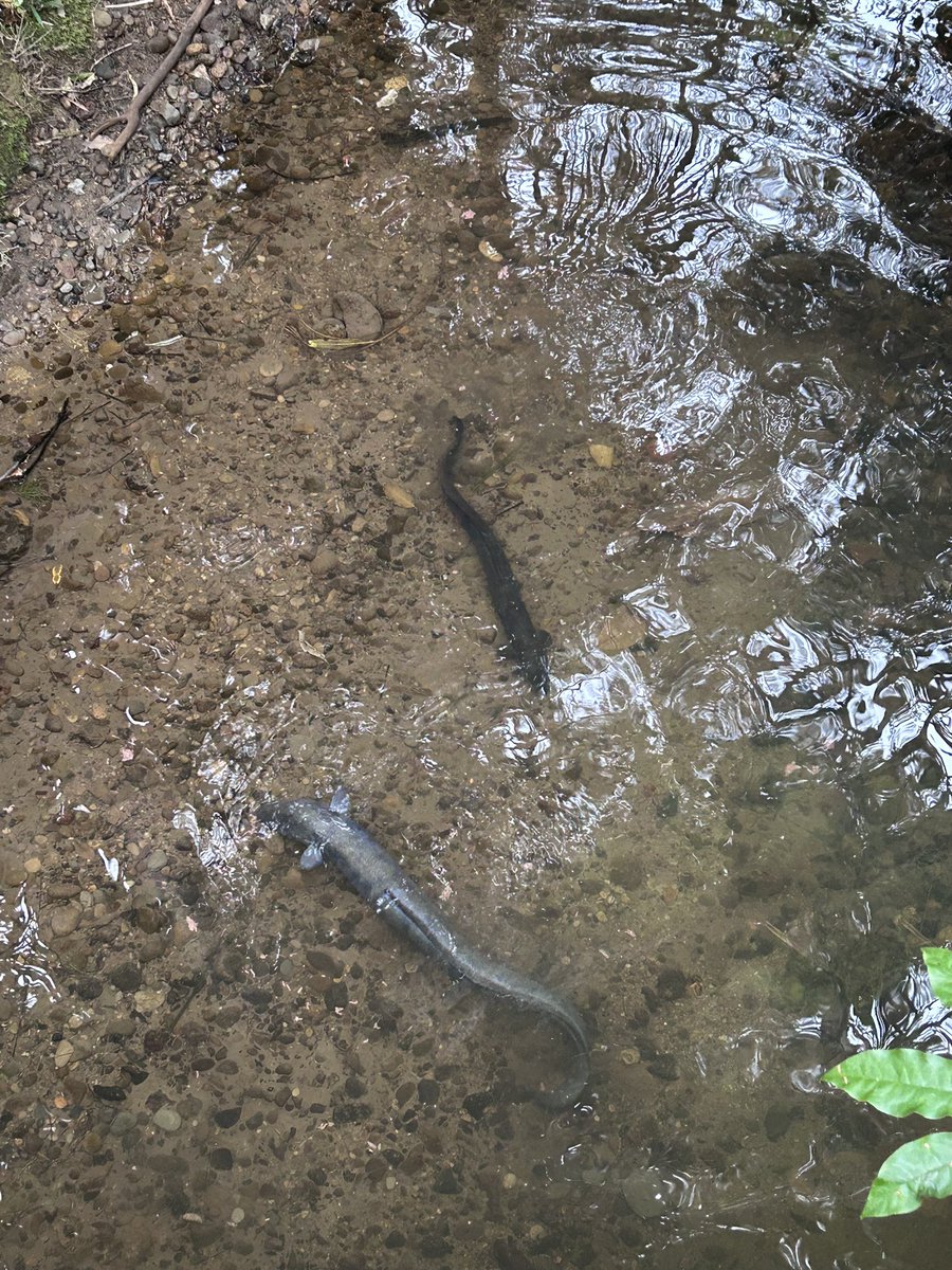 Rachel Jones tweet media